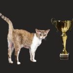 „Oscarurile lumii feline” au transformat un vis în realitate, la Bucureşti