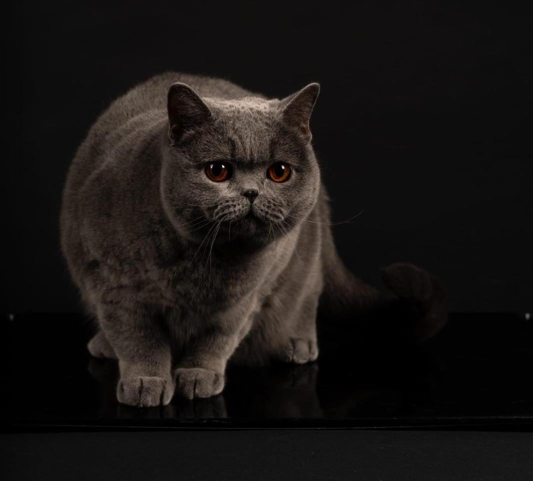 Kira Kiralina: pisica din România care continuă să cucerească lumea felină internaţională