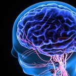 Cum îţi spune creierul că te-ai săturat: rolul neaşteptat al astrocitelor