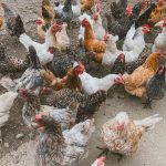 Focar la Galaţi: 60.000 de găini infectate cu Salmonella, sacrificate într-o fermă din Buceşti