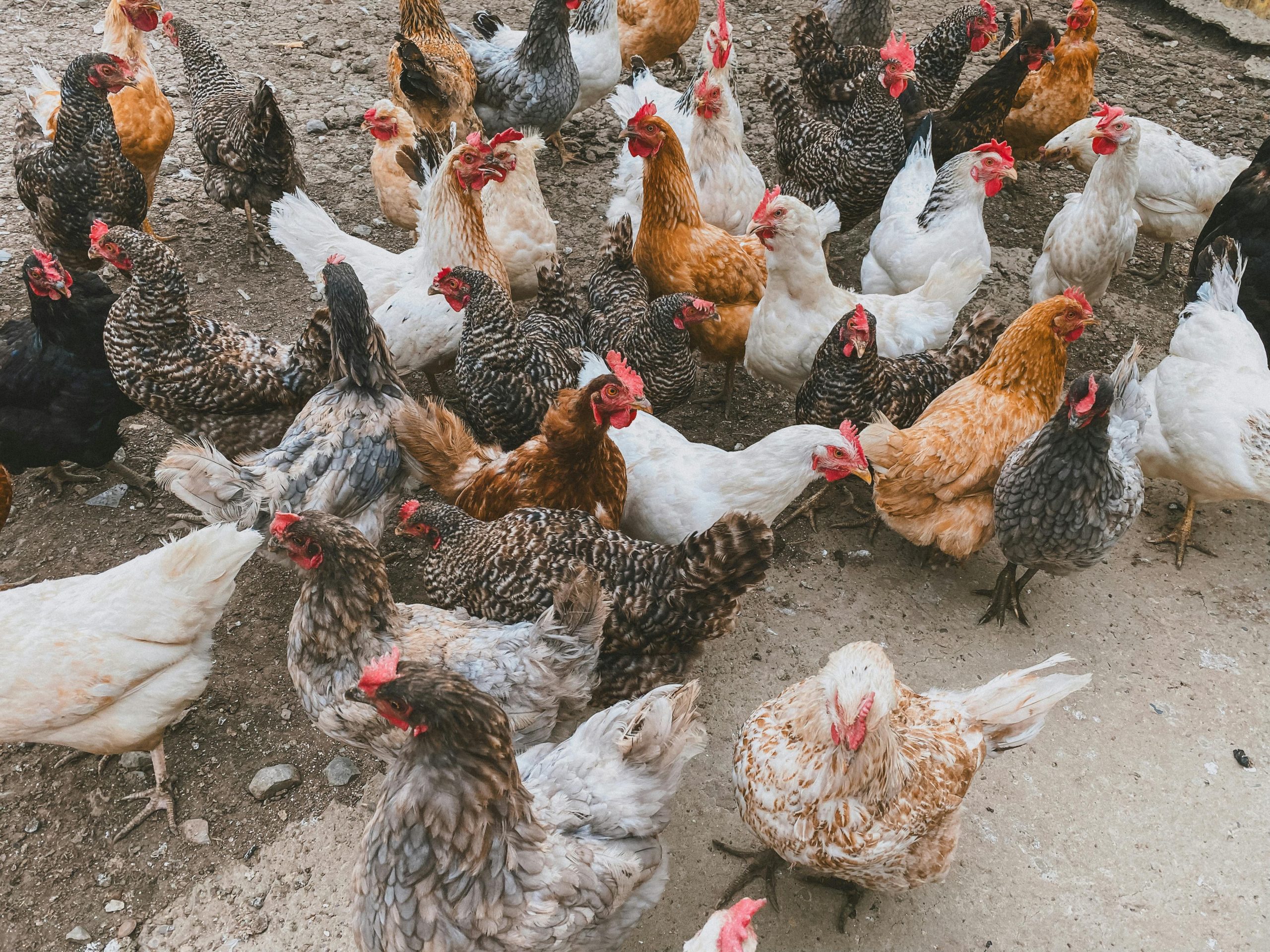 Focar la Galaţi: 60.000 de găini infectate cu Salmonella, sacrificate într-o fermă din Buceşti