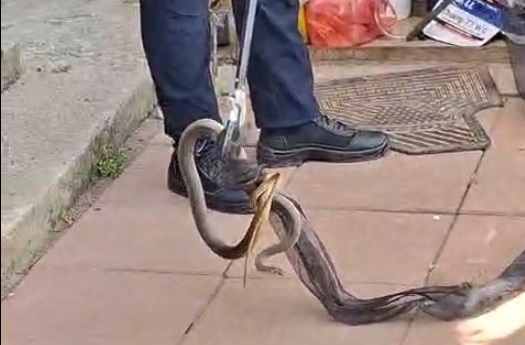 Panică la Vânători: O gălăţeancă s-a trezit cu un şarpe de 2 metri sub fotoliu