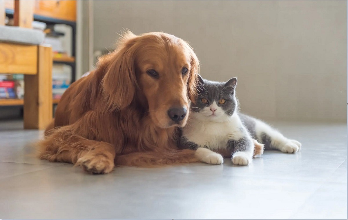 Animalele de companie contribuie la reducerea stresului şi la echilibrul emoţional, arată un studiu