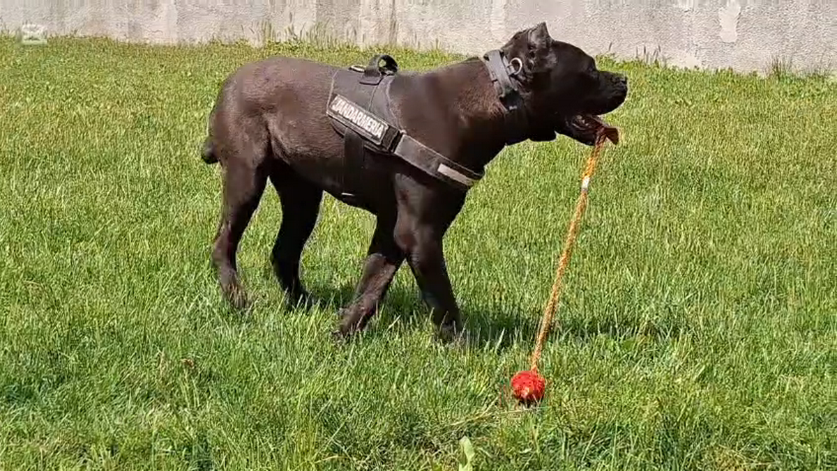 Un nou „recrut” cu pedigree în Jandarmeria Tulcea: Ben, puiul de Cane Corso pregătit pentru misiuni speciale