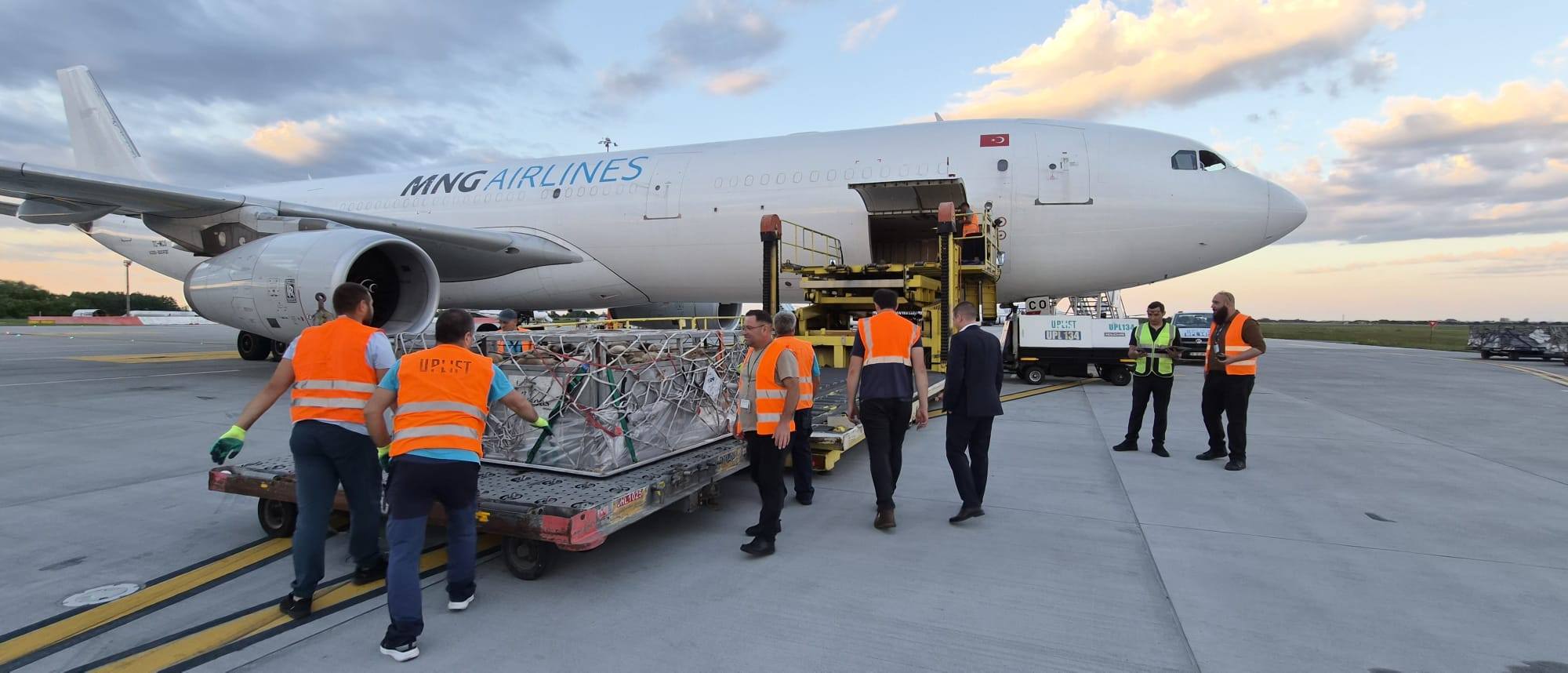 Premieră aeriană: România livrează peste 4.000 de ovine în Algeria cu avioane cargo