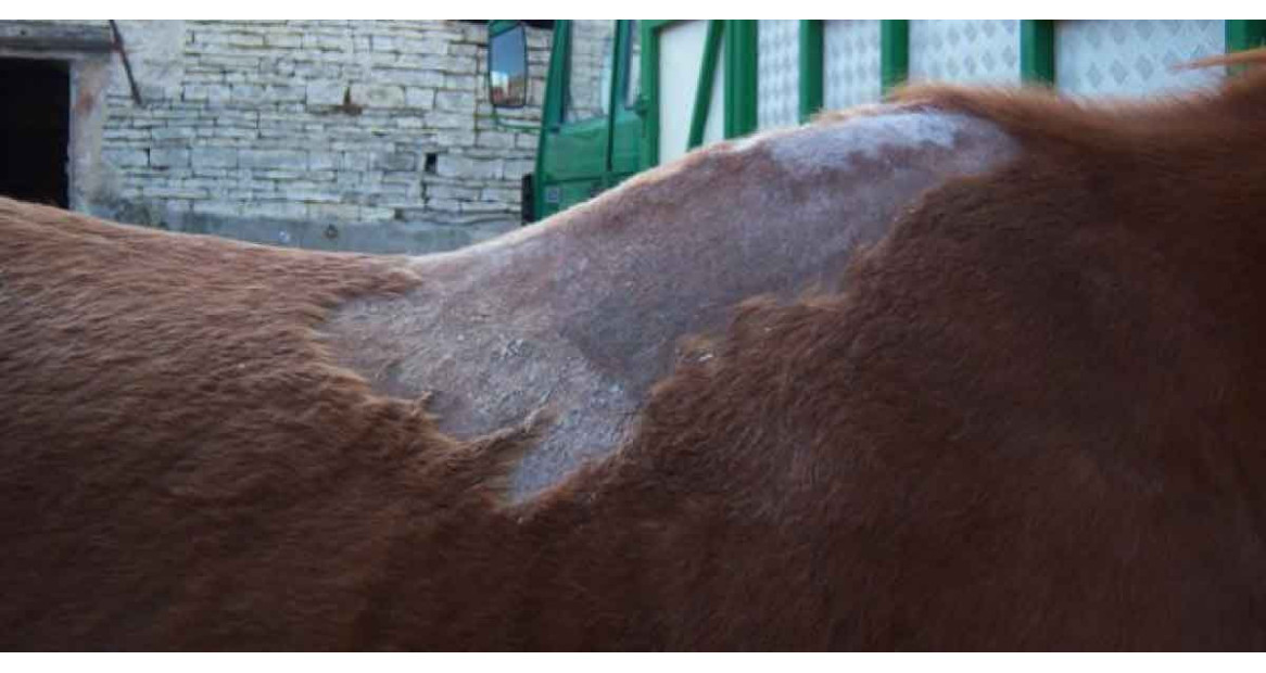 Alertă de vigilenţă în medicină: O boală rară a pielii, specifică animalelor, se transmite acum de la om la om în Europa