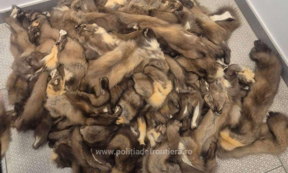 Captură neobişnuită la vama Siret! Un şofer a fost prins cu 100 de piei de jder ascunse în bagaje şi într-o faţă de pernă, fără niciun act legal
