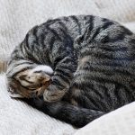 Este sănătos să dormi cu animalul de companie în pat? Ce spun specialiştii despre beneficii şi riscuri