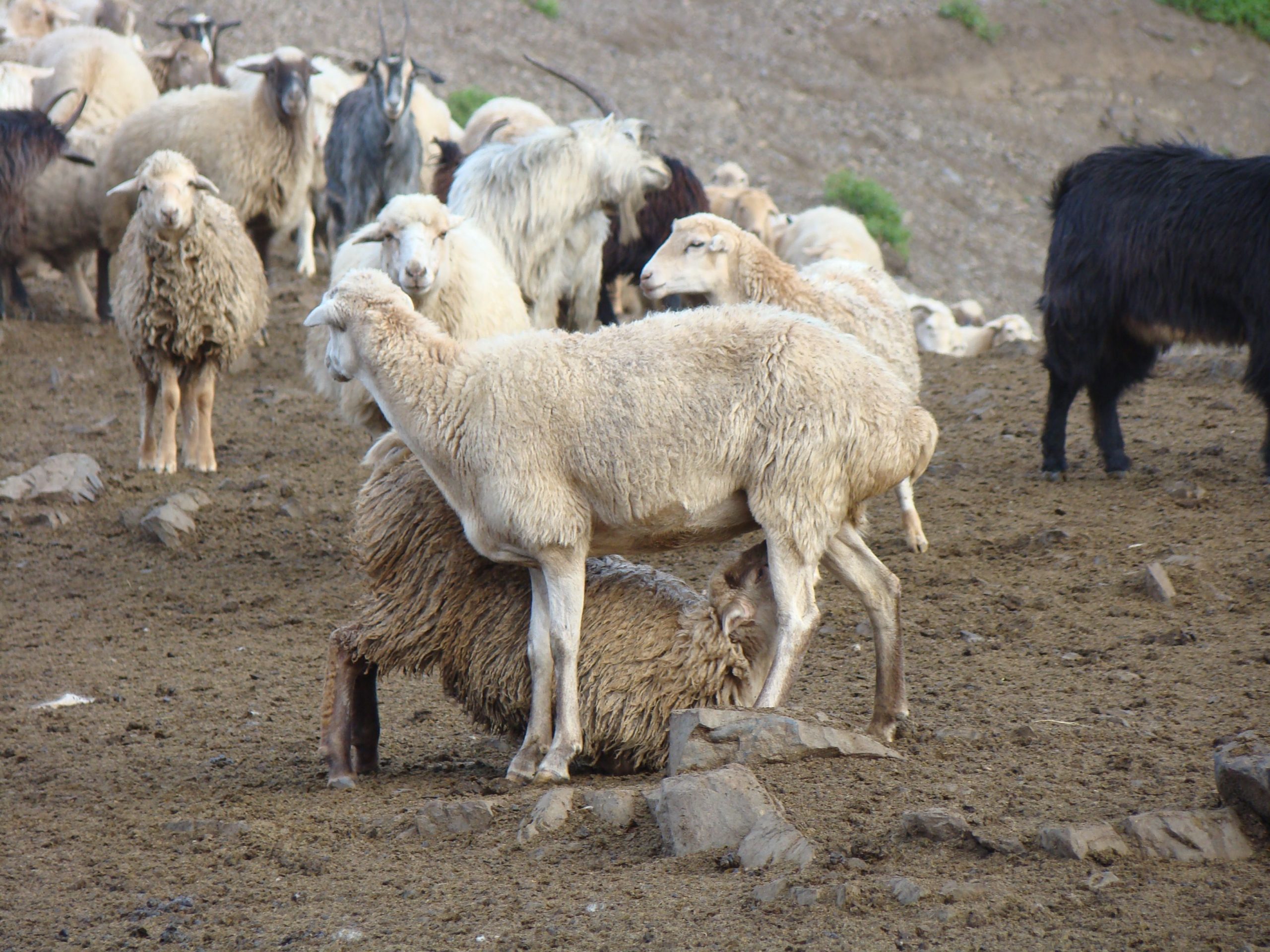ANSVSA: Carantină naţională de 30 de zile pentru ovine şi caprine