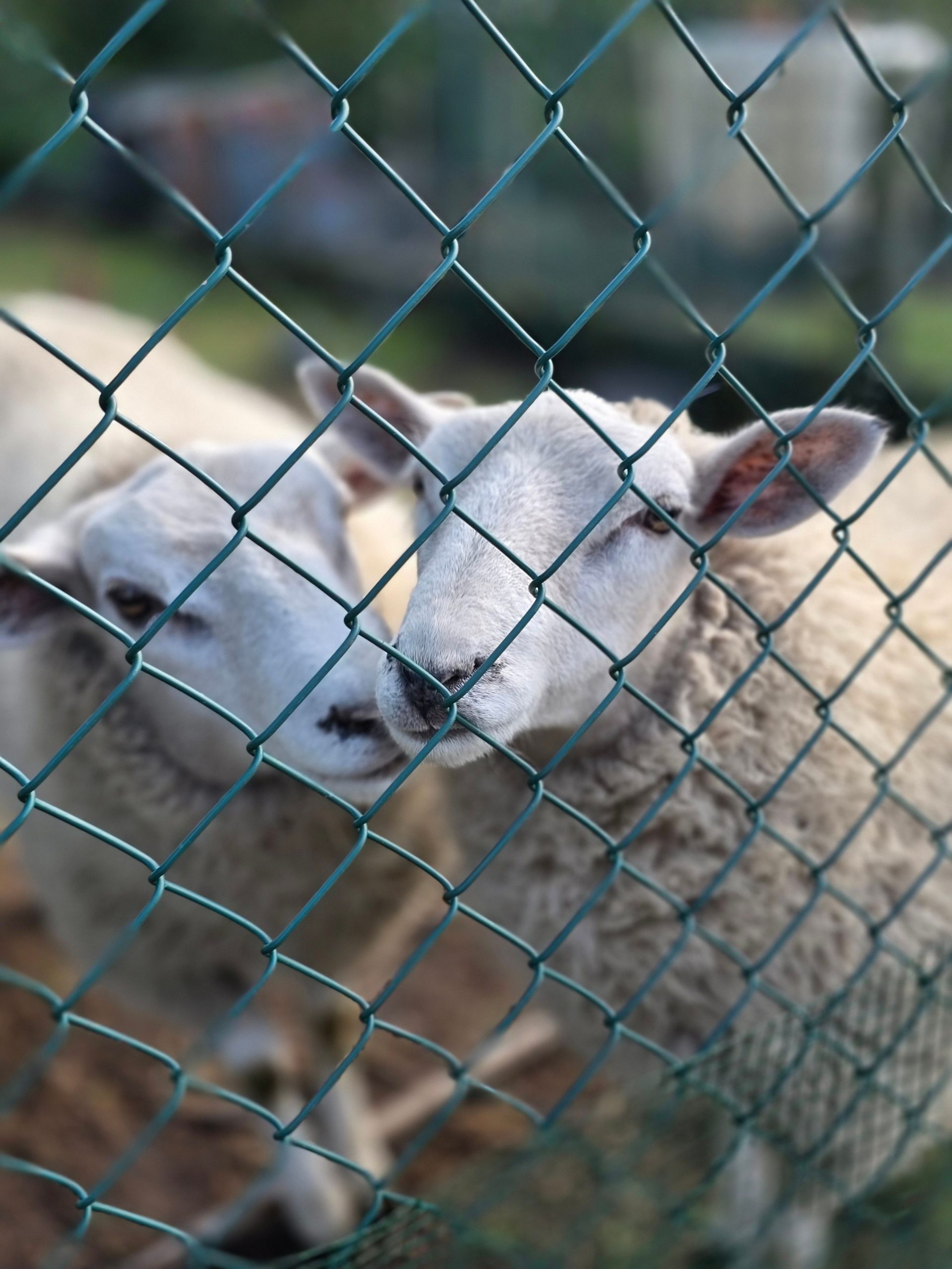Variola ovinelor şi caprinelor a ajuns şi în judeţul Galaţi. Aproape 1.000 de animale sacrificate