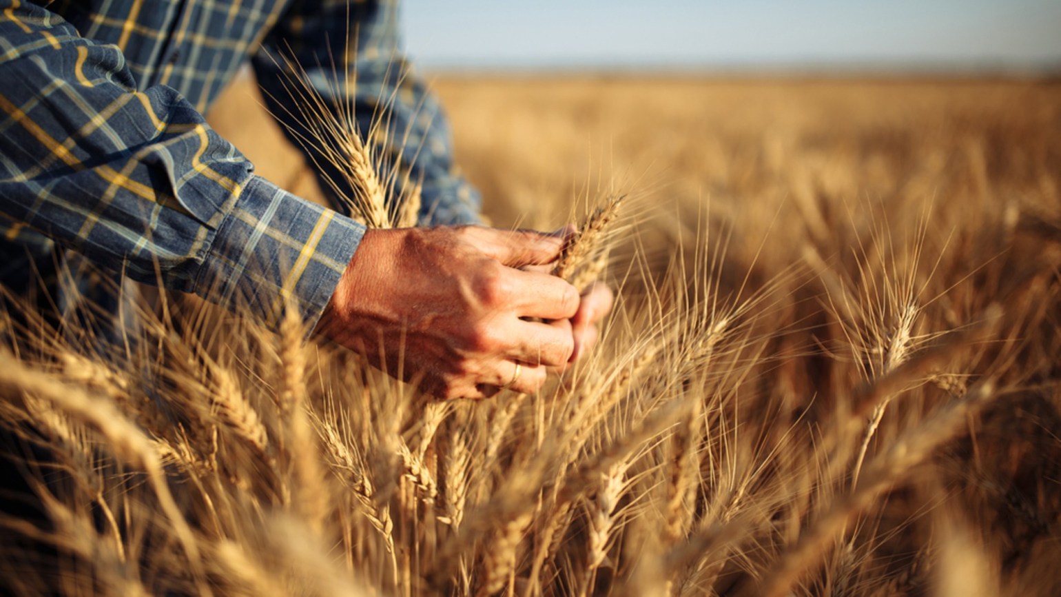Grâul european se scumpeşte pe fondul tensiunilor din Marea Neagră. Importatorii caută alternative la cerealele ruseşti şi ucrainene