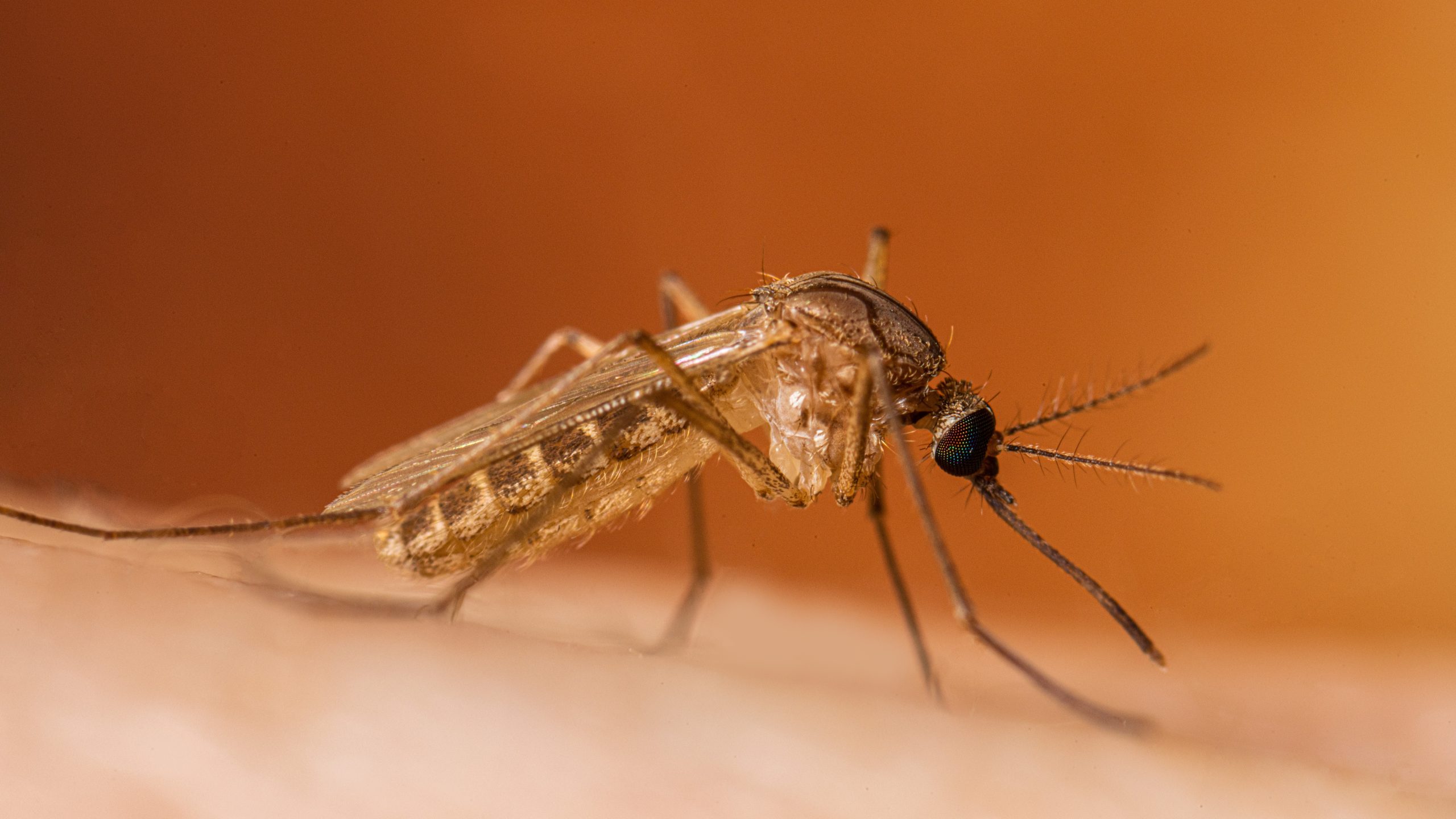Alertă în Grecia: cazurile de West Nile s-au dublat în două săptămâni. Nouă persoane au murit