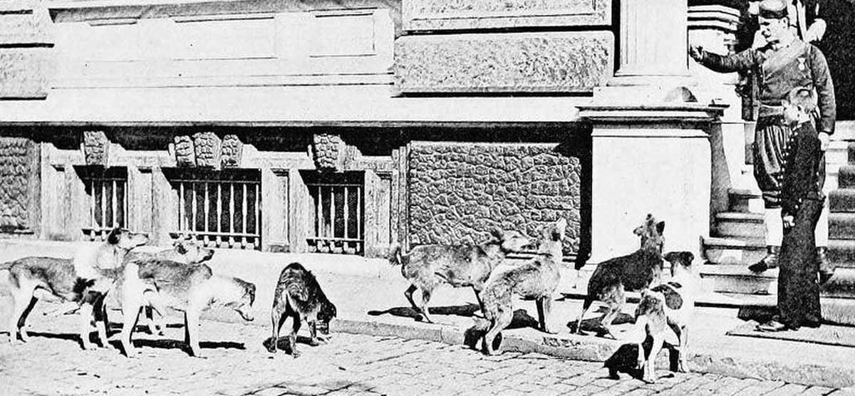 Când grija pentru animale devenea profesie: Pisicile, câinii și păsările în Imperiul Otoman