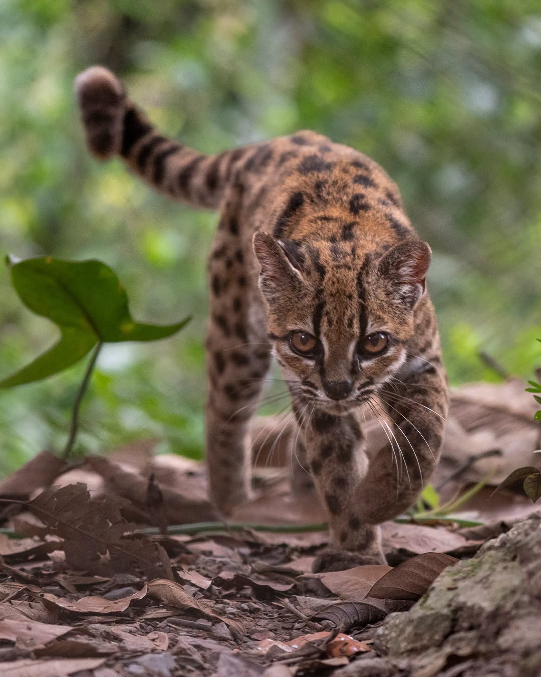 O nouă specie de pisică sălbatică,descoperită în Bolivia după mai bine deun secol