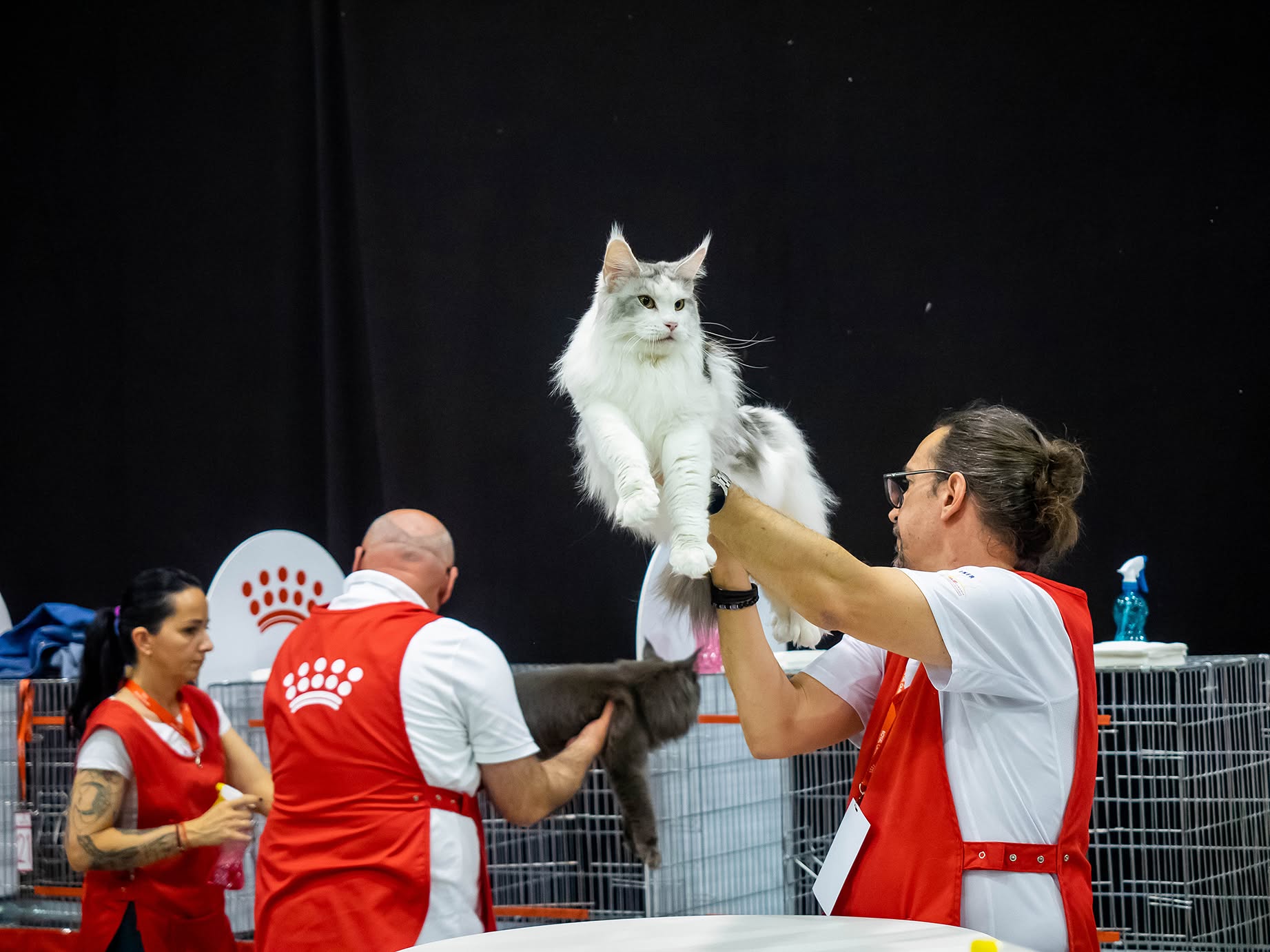 Oscarul Felin revine la Sala Palatului: Super-campionii Europei şi zeci de pisici pentru adopţie împart covorul roşu la SofistiCAT