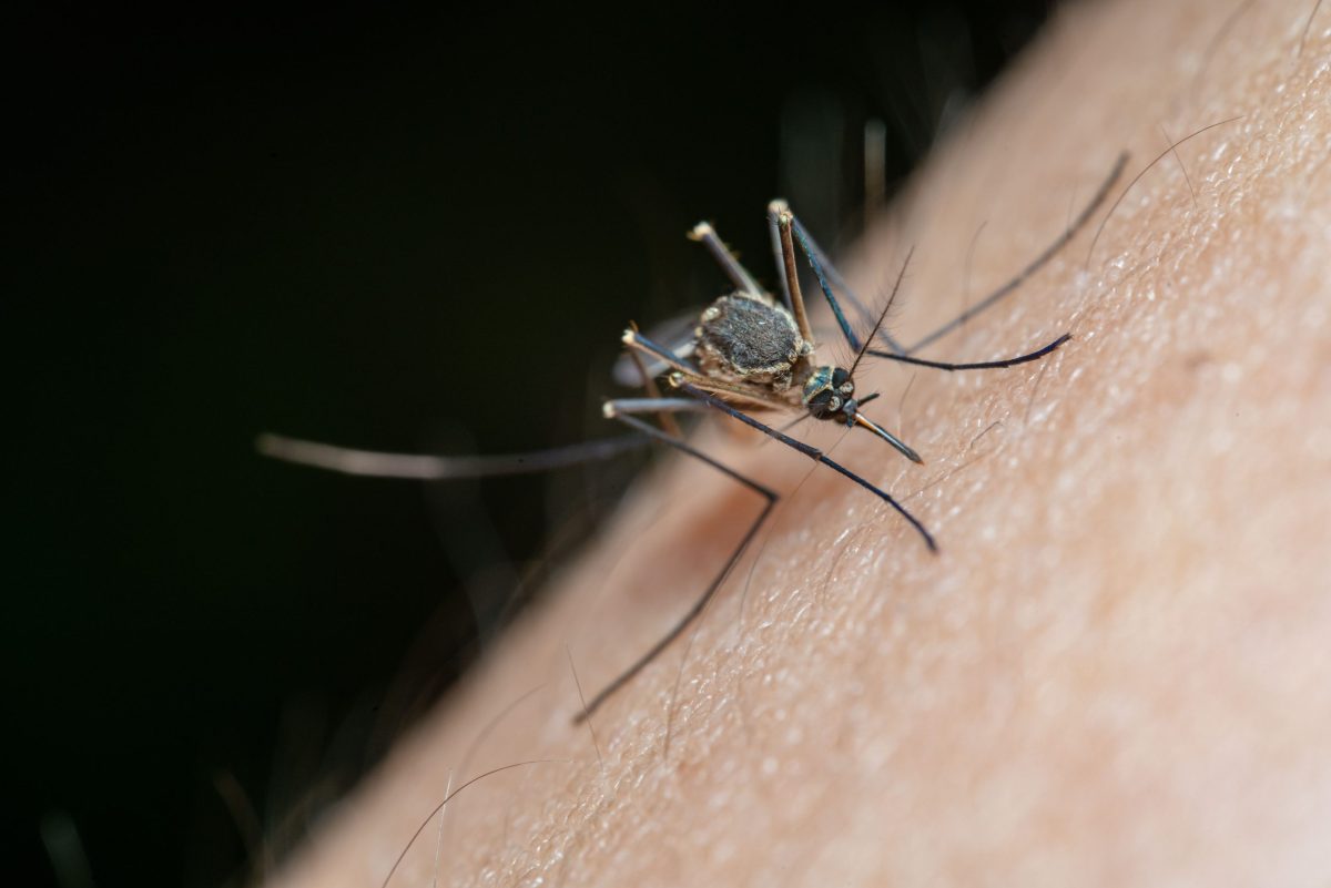 Cinci cazuri de West Nile confirmate în Galaţi şi Brăila în ultimele 24 de ore. Doi pacienţi sunt în stare gravă