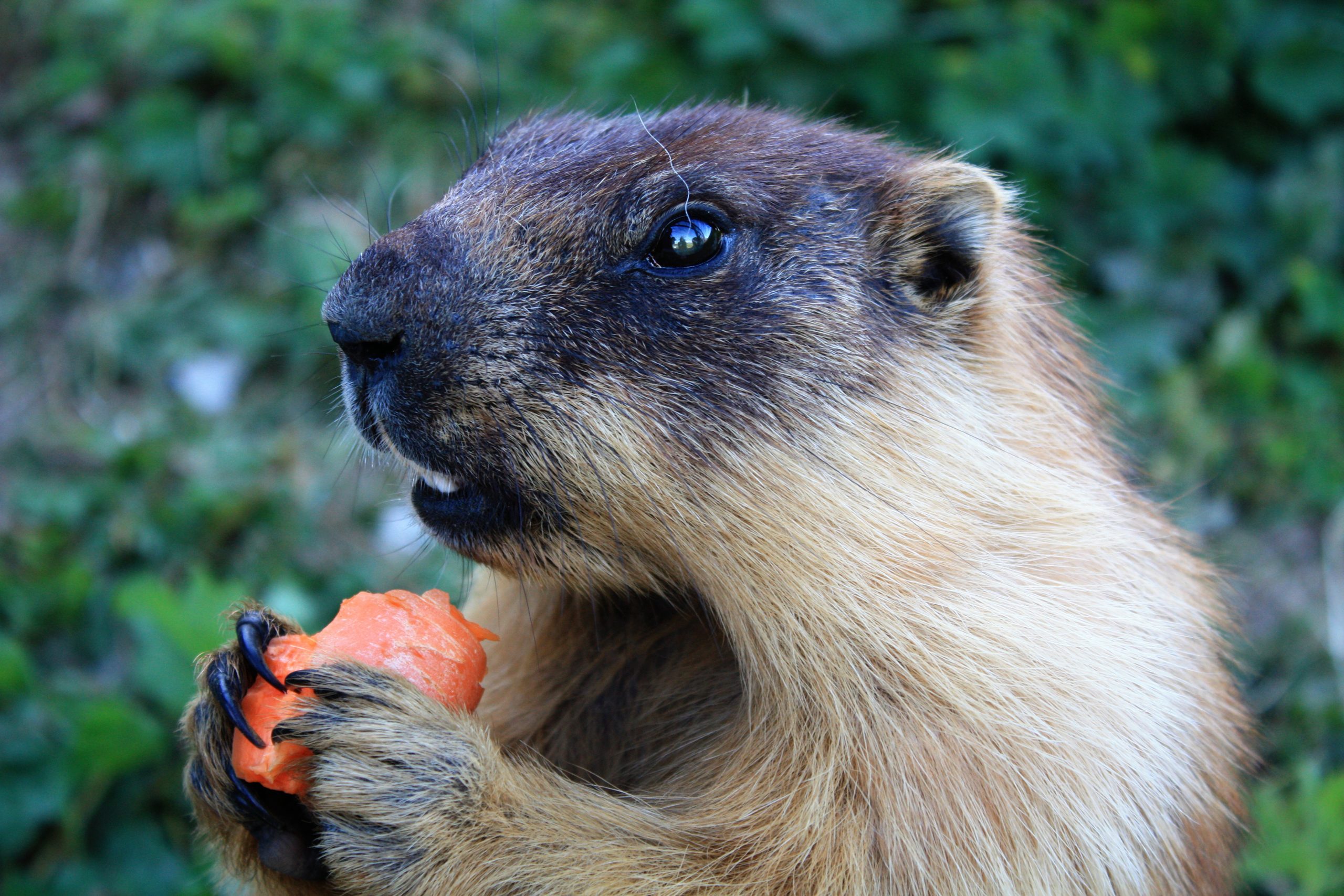 Marmota siberiană, martorul unei istorii vechi de 5.500 de ani a ciumei